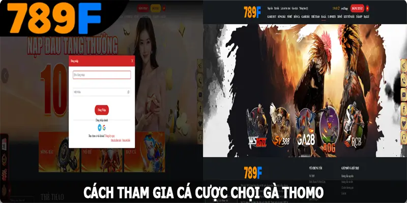 Cách tham gia giải trí chọi gà Thomo trên website 789F Cách tham gia giải trí chọi gà Thomo trên website 789F