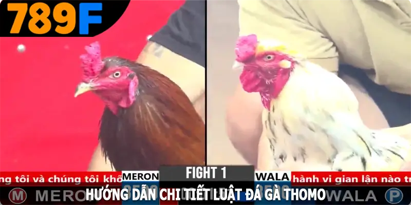 Hướng dẫn chi tiết luật đá gà Thomo cho người mới Hướng dẫn chi tiết luật đá gà Thomo cho người mới