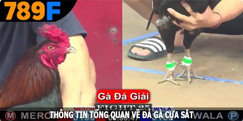 Luật đá gà cựa sắt chi tiết Luật đá gà cựa sắt chi tiết