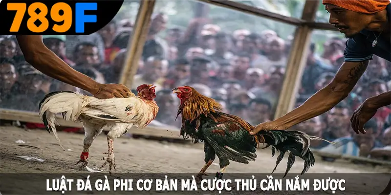 Luật đá gà Phi cơ bản mà cược thủ cần nắm được Luật đá gà Phi cơ bản mà cược thủ cần nắm được