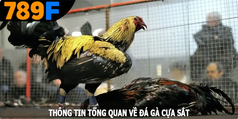 Thông tin tổng quan về đá gà cựa sắt tại 789F Thông tin tổng quan về đá gà cựa sắt tại 789F