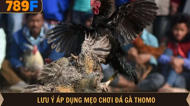 Cách áp dụng mẹo đá gà Thomo hiệu quả tối ưu nhất Cách áp dụng mẹo đá gà Thomo hiệu quả tối ưu nhất