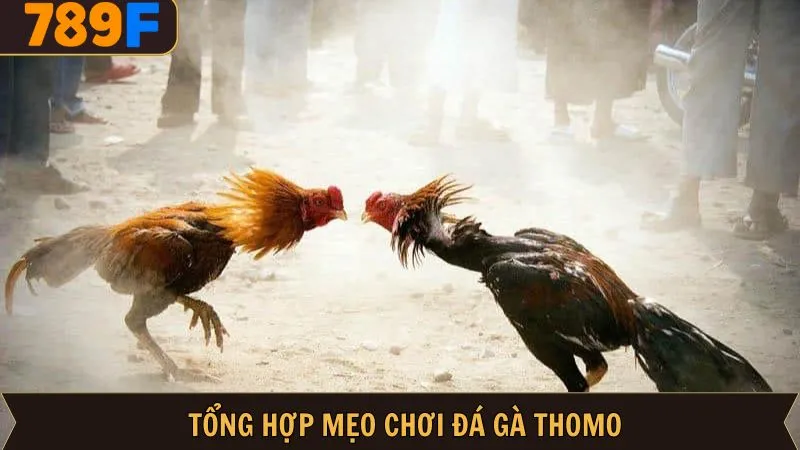 Bỏ túi mẹo chơi đá gà Thomo bất bại chuẩn cao thủ Bỏ túi mẹo chơi đá gà Thomo bất bại chuẩn cao thủ