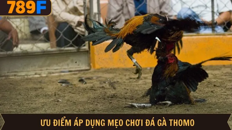 Lợi ích quan trọng của mẹo chơi chọi gà Thomo Lợi ích quan trọng của mẹo chơi chọi gà Thomo