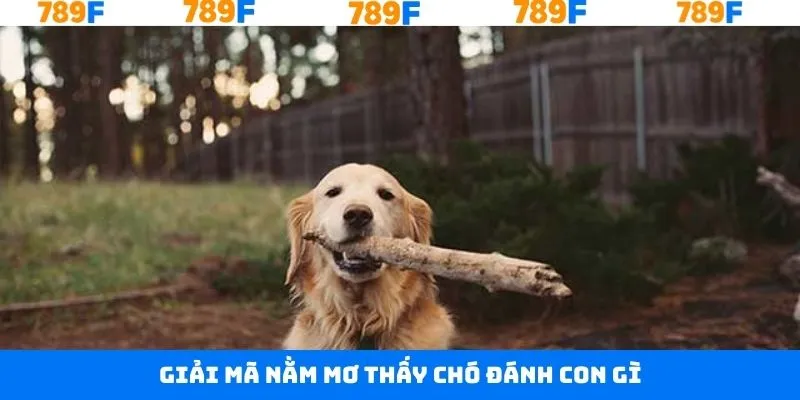 Thủ Thuật Chơi Bài 3 Cây - Bí Quyết Giúp Anh Em Thắng Lớn 10 Tìm hiểu sơ lược về giấc mơ thấy chó siêu nổi bật