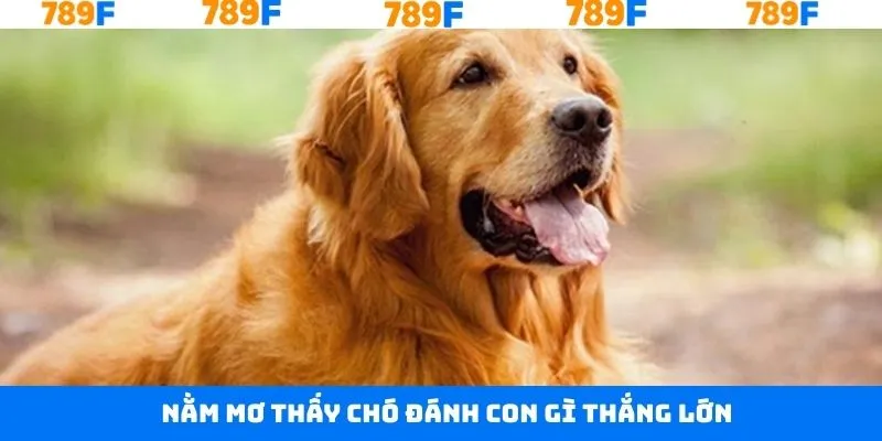 Thủ Thuật Chơi Bài 3 Cây - Bí Quyết Giúp Anh Em Thắng Lớn 11 Những điềm báo về nằm mơ thấy chó đánh con gì