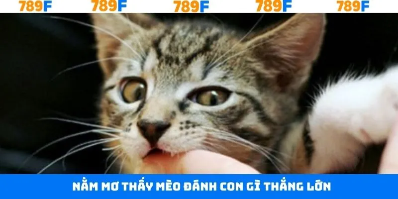 Thủ Thuật Chơi Bài 3 Cây - Bí Quyết Giúp Anh Em Thắng Lớn 12 Những cặp số nên đánh khi nằm thấy mèo trong giấc mơ